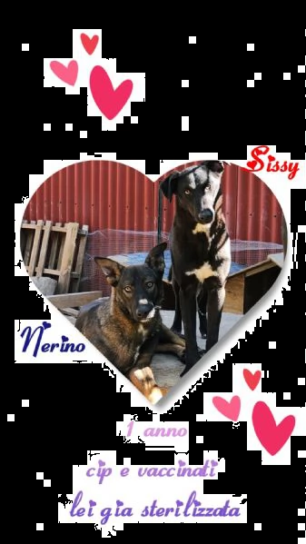 sissi 3anni tg medio piccola salvata cucciola.. emergenza sicilia | Foto 0