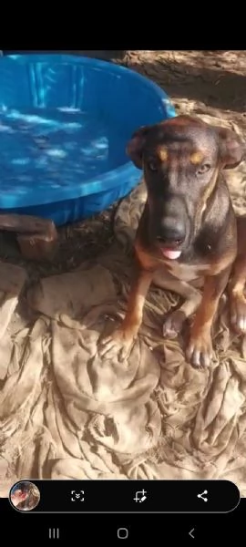 albertina pastorina quasi 3anni tg media ok gatti rimasta sola in recinto catania | Foto 3