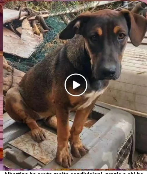 albertina pastorina quasi 3anni tg media ok gatti rimasta sola in recinto catania | Foto 2