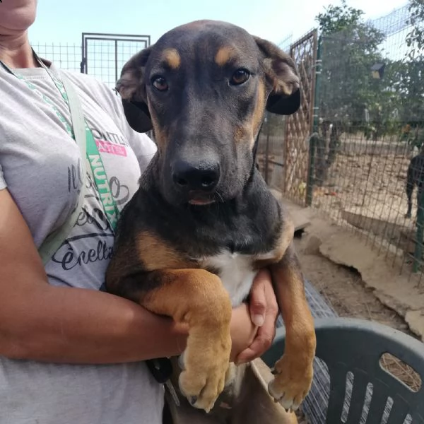 albertina pastorina quasi 3anni tg media ok gatti rimasta sola in recinto catania