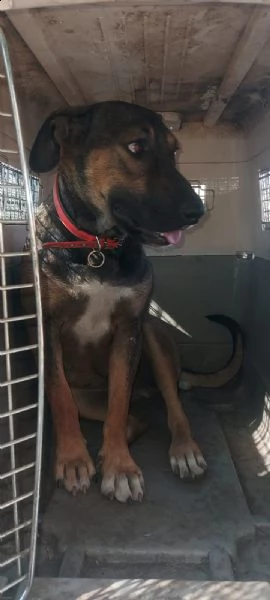 albertina pastorina quasi 3anni tg media ok gatti rimasta sola in recinto catania | Foto 0