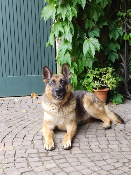 pastore tedesco 9anni viveva legato mangiando [hidden] casa prov pavia | Foto 2