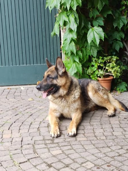 pastore tedesco 9anni viveva legato mangiando [hidden] casa prov pavia | Foto 1