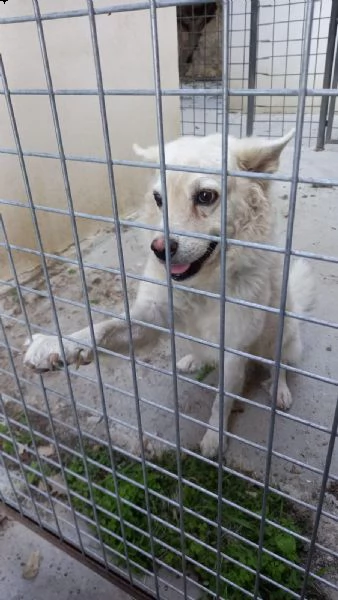 achille 8/9anni legato fuori a catena..qualcuno può adottarlo? sicilia 