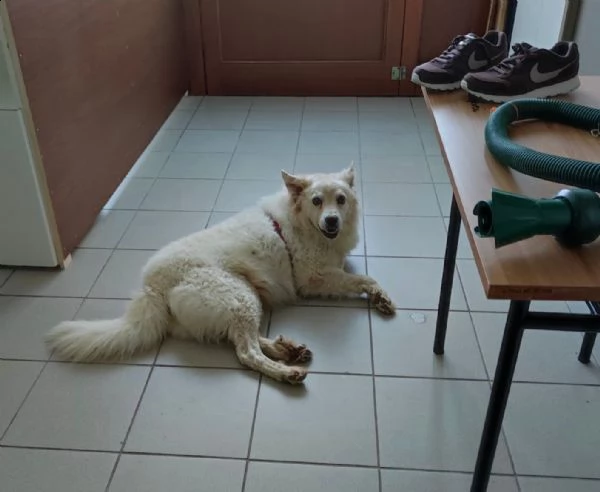 achille 8/9anni legato fuori a catena..qualcuno può adottarlo? sicilia  | Foto 4