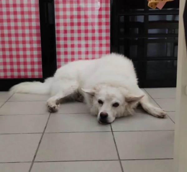 achille 8/9anni legato fuori a catena..qualcuno può adottarlo? sicilia  | Foto 3