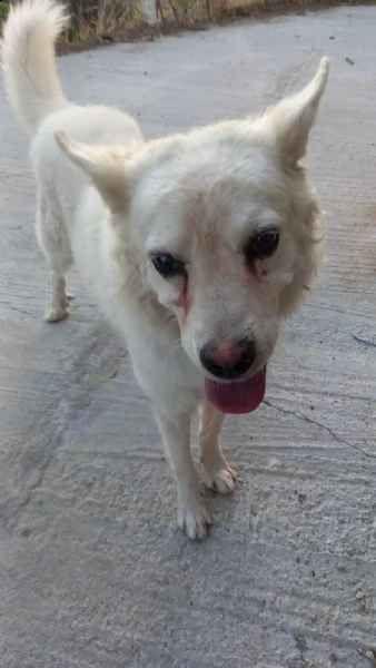 achille 8/9anni legato fuori a catena..qualcuno può adottarlo? sicilia  | Foto 2