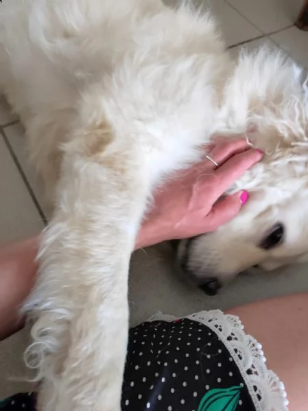 achille 8/9anni legato fuori a catena..qualcuno può adottarlo? sicilia  | Foto 1