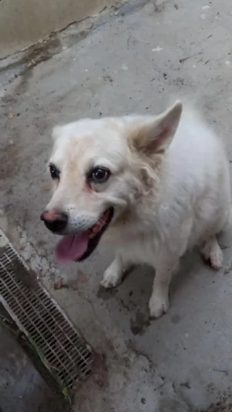 achille 8/9anni legato fuori a catena..qualcuno può adottarlo? sicilia  | Foto 0