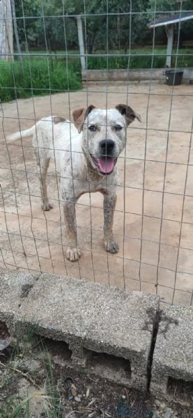 2anni circa mix molossino splendido solo tutto il giorno. calabria