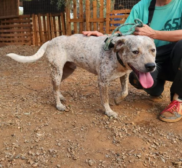 2anni circa mix molossino splendido solo tutto il giorno. calabria | Foto 6