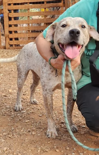 2anni circa mix molossino splendido solo tutto il giorno. calabria | Foto 5