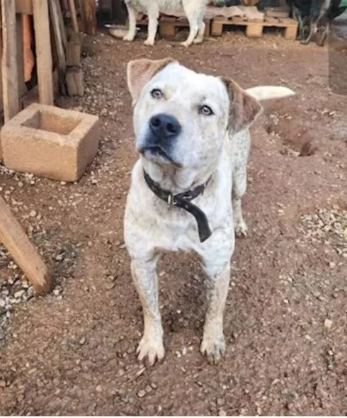 2anni circa mix molossino splendido solo tutto il giorno. calabria | Foto 3