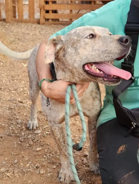 2anni circa mix molossino splendido solo tutto il giorno. calabria | Foto 2