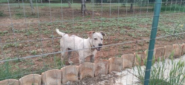2anni circa mix molossino splendido solo tutto il giorno. calabria | Foto 1