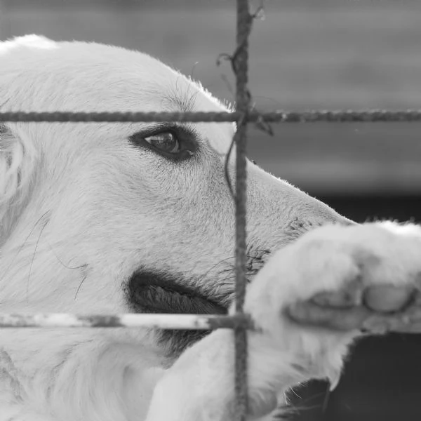scooby e shiro 24mesi bellissimi rimasti soli. campania | Foto 5