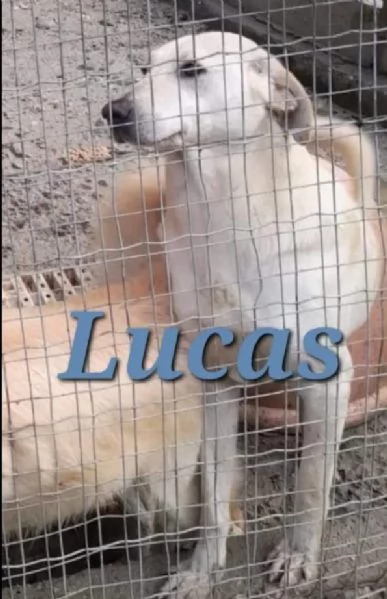 lucas 4anni pelo corto nessuno lo nota in box.calabria