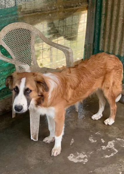 tobia 24mesi bellissimo cresce in box aiutiamolo! sicilia | Foto 5