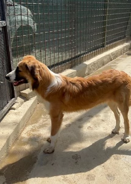 tobia 24mesi bellissimo cresce in box aiutiamolo! sicilia | Foto 4