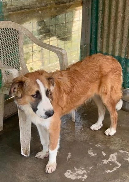 tobia 24mesi bellissimo cresce in box aiutiamolo! sicilia | Foto 3