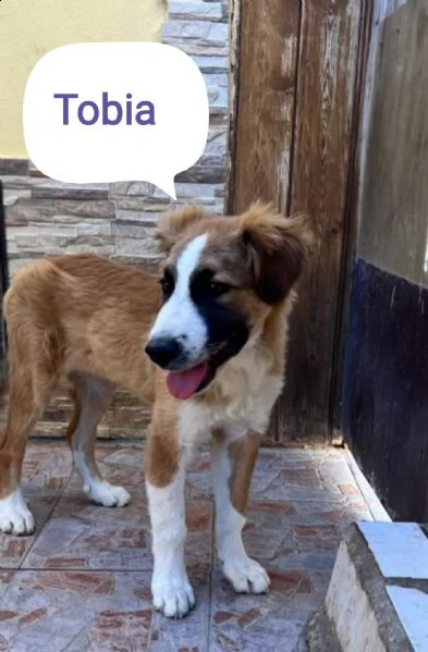 tobia 24mesi bellissimo cresce in box aiutiamolo! sicilia | Foto 0