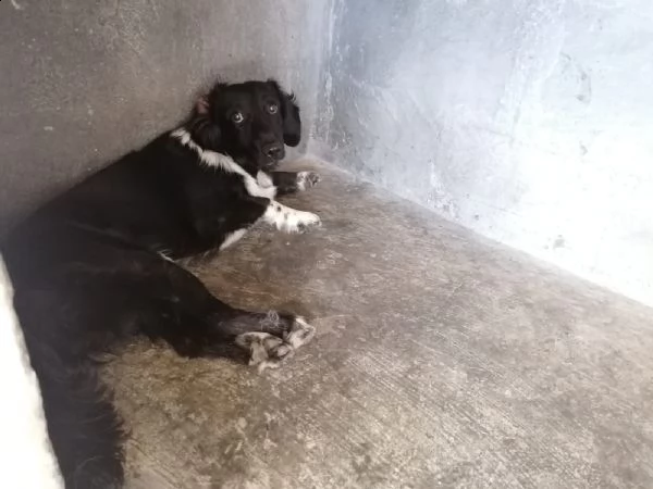 22mesi nero/bianco medio piccolo da sempre in un box puglia