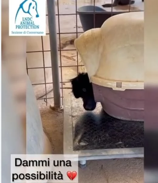 22mesi nero/bianco medio piccolo da sempre in un box puglia | Foto 2