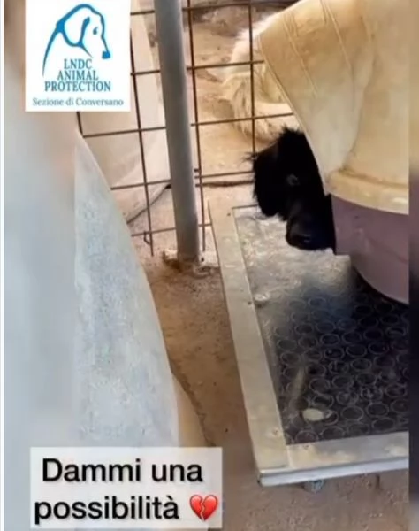 22mesi nero/bianco medio piccolo da sempre in un box puglia | Foto 1