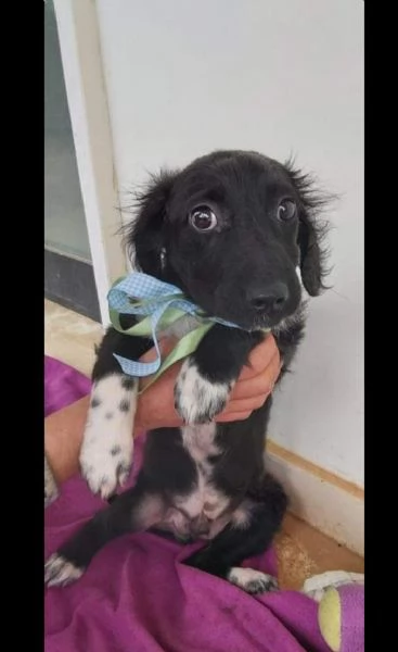 22mesi nero/bianco medio piccolo da sempre in un box puglia | Foto 0