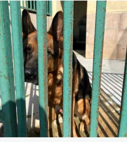 Pastore tedesco 4anni salvato da 1ager. Pavia 