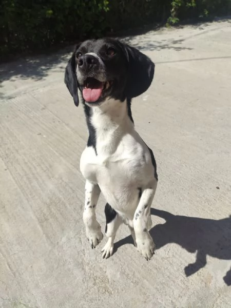 Enea 22/24mesi kg9 diventato invisibile! Sicilia sos | Foto 2