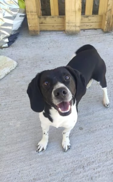 Enea 22/24mesi kg9 diventato invisibile! Sicilia sos | Foto 1