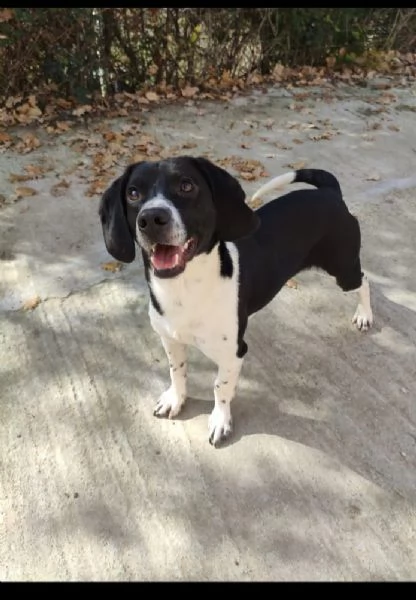 Enea 22/24mesi kg9 diventato invisibile! Sicilia sos | Foto 0