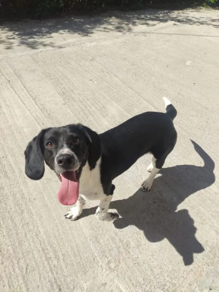 Enea 22/24mesi kg9 diventato invisibile! Sicilia sos