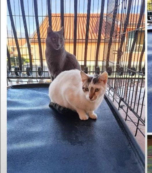 Micio Certosino e compagno 2anni e 1/2CATANIA