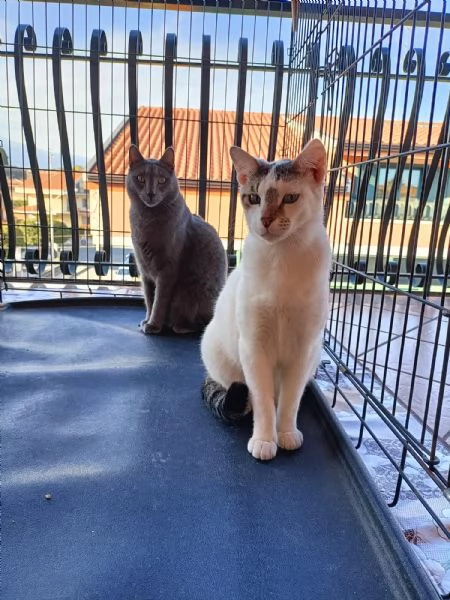 Micio Certosino e compagno 2anni e 1/2CATANIA | Foto 2