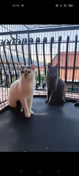 Micio Certosino e compagno 2anni e 1/2CATANIA | Foto 1