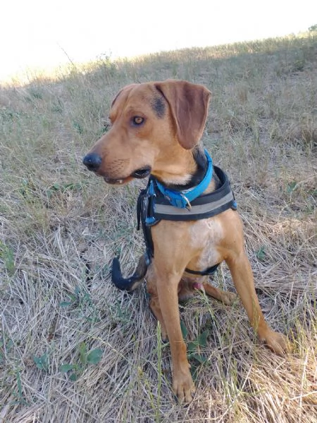 Pippo segugino 2/3anni, veniva preso a calci. SUD