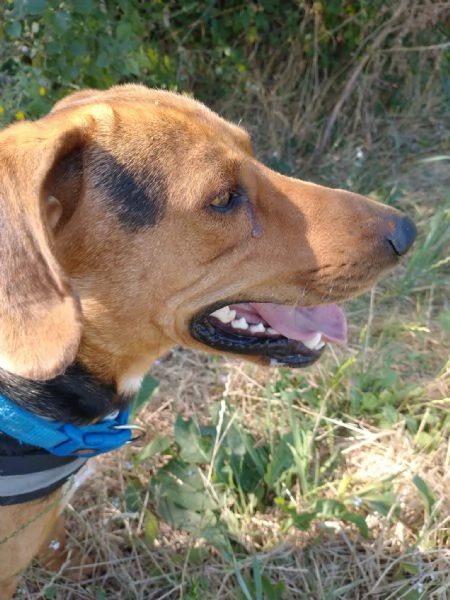 Pippo segugino 2/3anni, veniva preso a calci. SUD | Foto 3