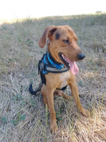 Pippo segugino 2/3anni, veniva preso a calci. SUD | Foto 2