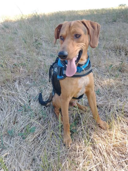 Pippo segugino 2/3anni, veniva preso a calci. SUD | Foto 1