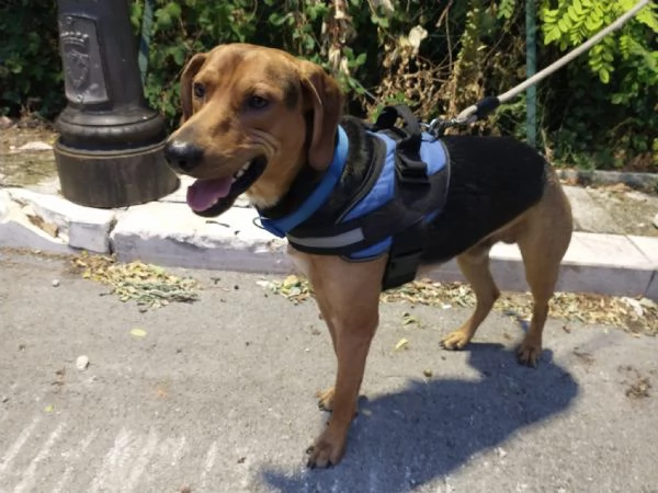 Pippo segugino 2/3anni, veniva preso a calci. SUD | Foto 0