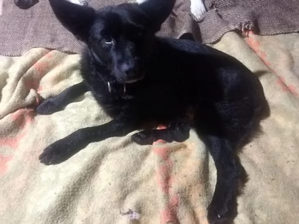 6anni tg piccola nero NESSUNO LO NOTA! OVADA( AL)