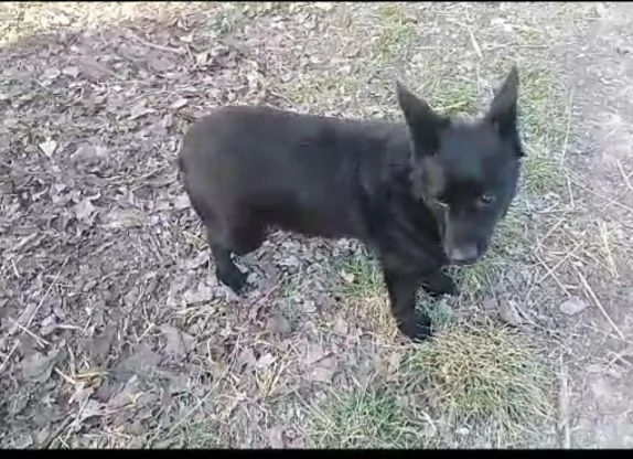 6anni tg piccola nero NESSUNO LO NOTA! OVADA( AL) | Foto 4