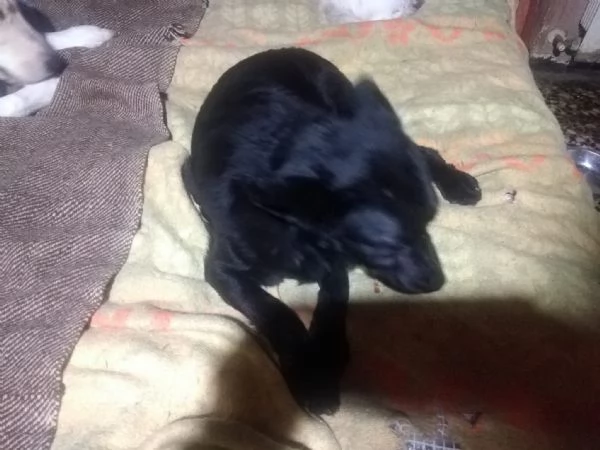 6anni tg piccola nero NESSUNO LO NOTA! OVADA( AL) | Foto 2