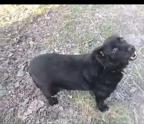 6anni tg piccola nero NESSUNO LO NOTA! OVADA( AL) | Foto 1