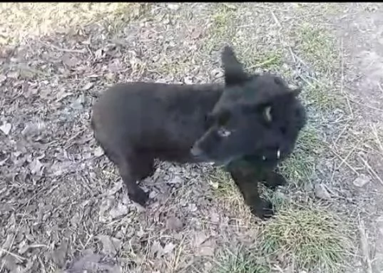 6anni tg piccola nero NESSUNO LO NOTA! OVADA( AL) | Foto 0