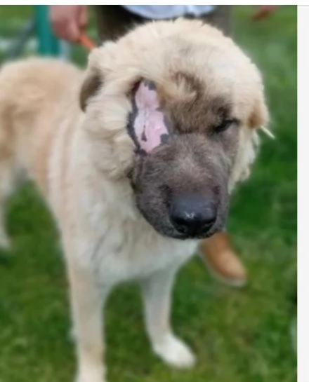 Mix Pastore 2anni, picchiato,salito al nord e rifiutato!VOGHERA(PV) | Foto 5