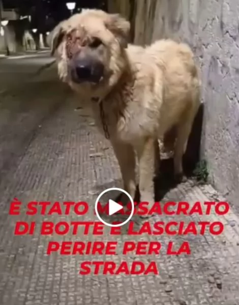 Mix Pastore 2anni, picchiato,salito al nord e rifiutato!VOGHERA(PV) | Foto 4