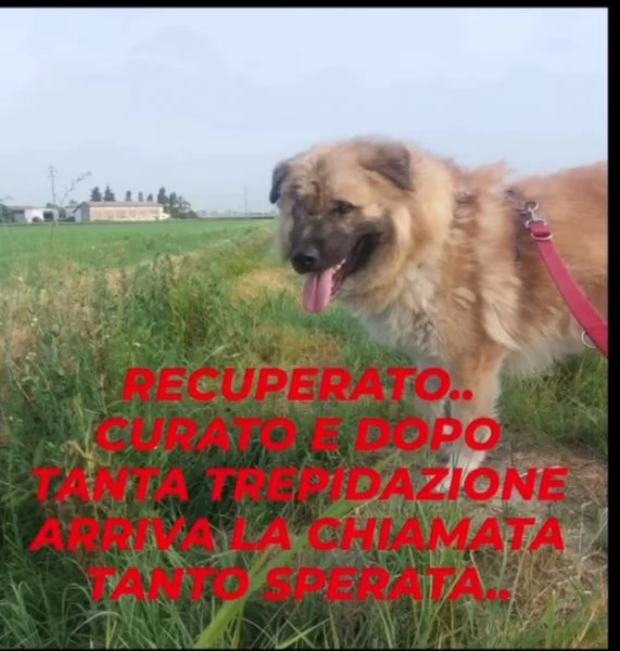 Mix Pastore 2anni, picchiato,salito al nord e rifiutato!VOGHERA(PV)